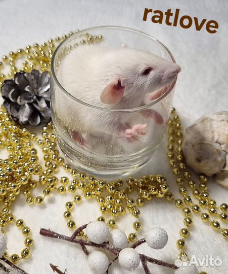 Крысята малыши мальчишки