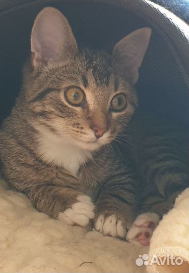 Отдам котёнка в заботливые добрые руки