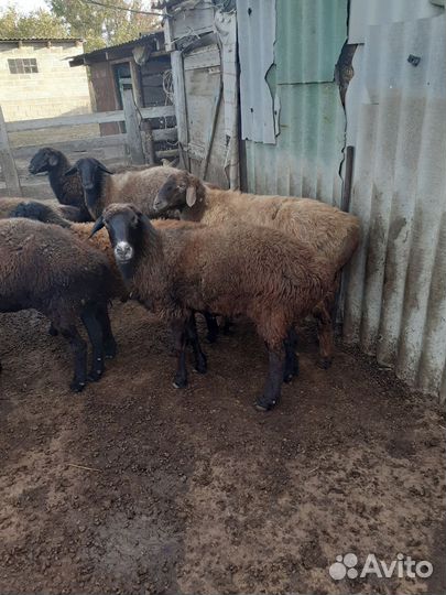 Овцы курдючные 3хлетки котные