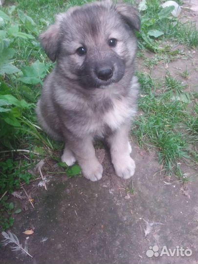 Собаки бесплатно