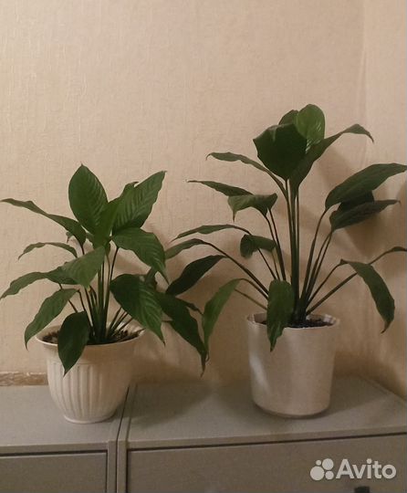 Спатифиллум