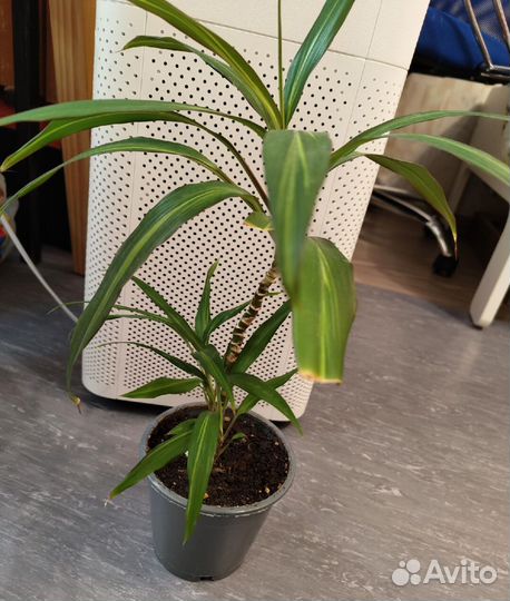 Кордилина киви