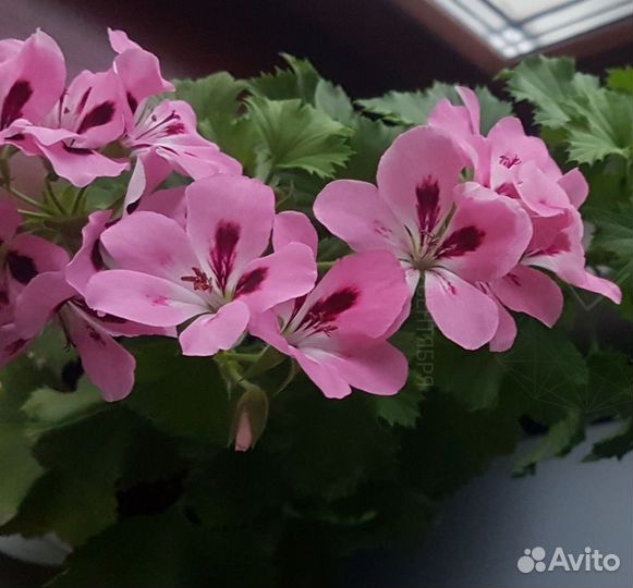 Пеларгонии сортовые
