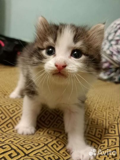 Котенок девочка, 1,5 месяца, в добрые руки