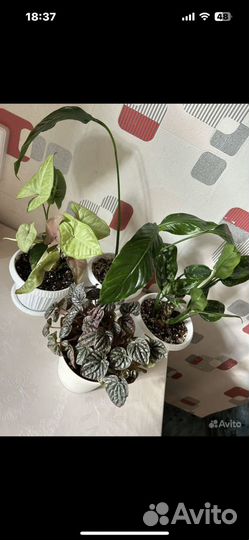 Набор растений