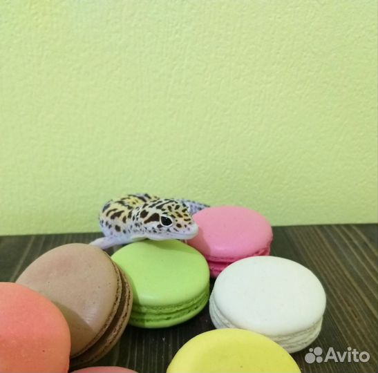 Геккон эублефар