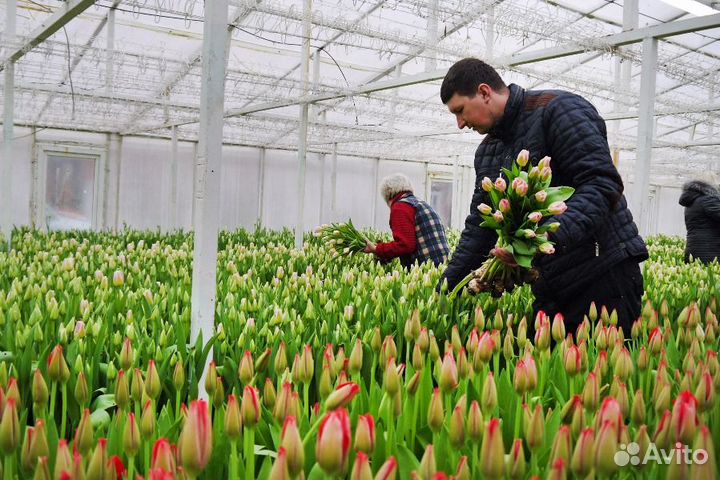 Тюльпаны оптом