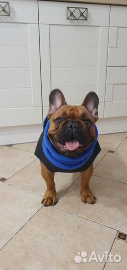 Вязка собак французский бульдог