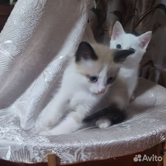 Котята