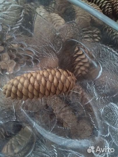 Шишки еловые