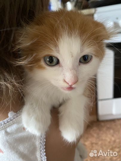 Котенок вислоухий