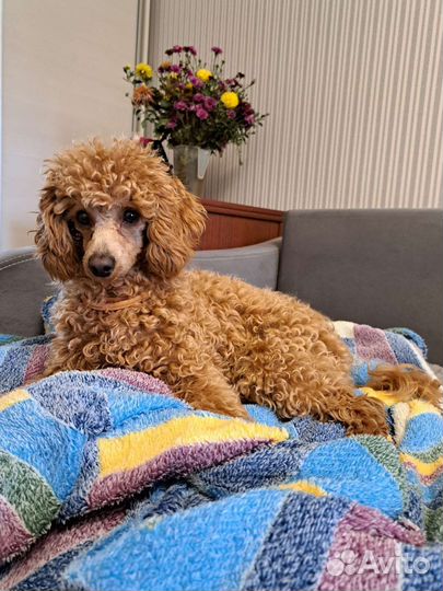 Вязка собак