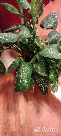 Комнатные растения большие