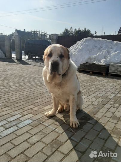 Алабай для вязки