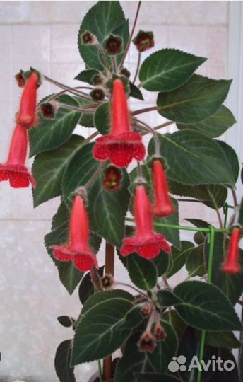 Комнатные цветы