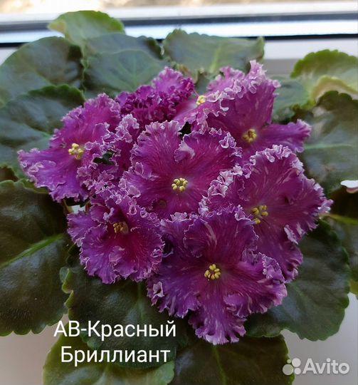 Фиалка Набор