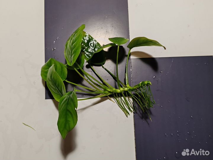 Аквариумные растения