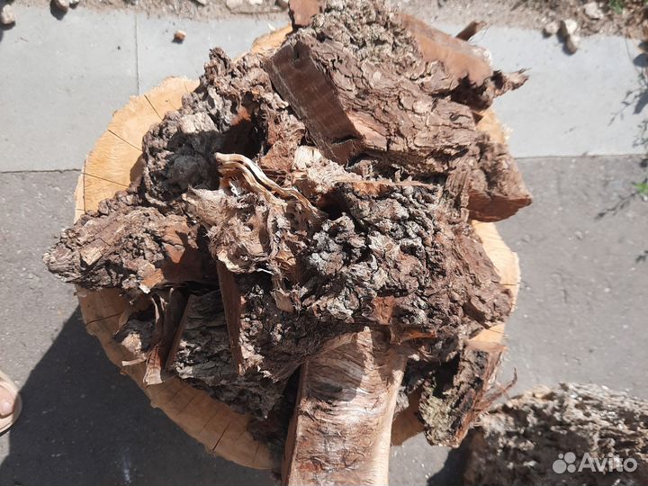 Кора дерева