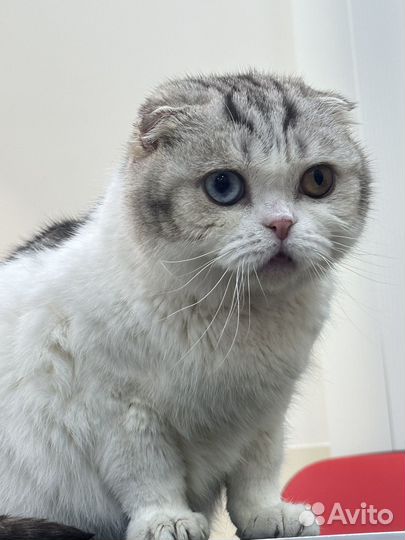 Шотландский вислоухий кот в добрые руки