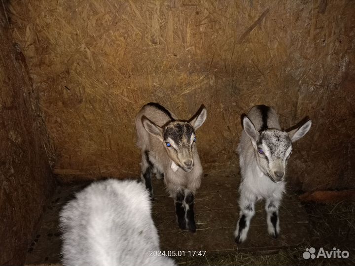 Продам козлят