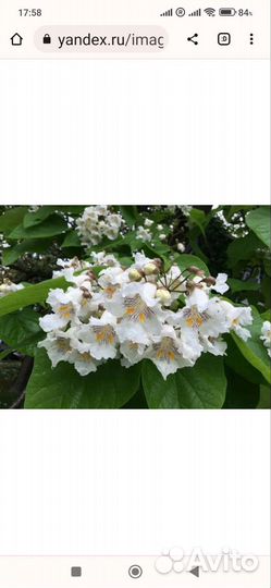 Катальпа (макаронное дерево)