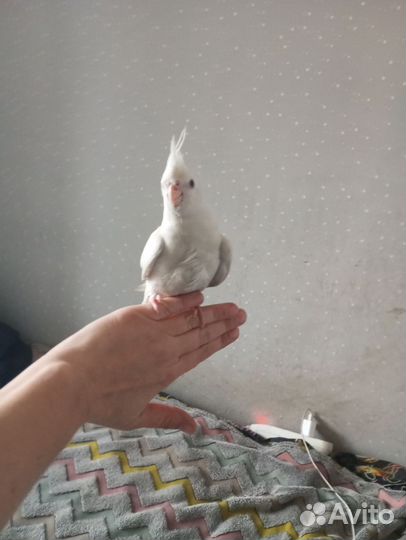 Бесщекая корелла 3 мес