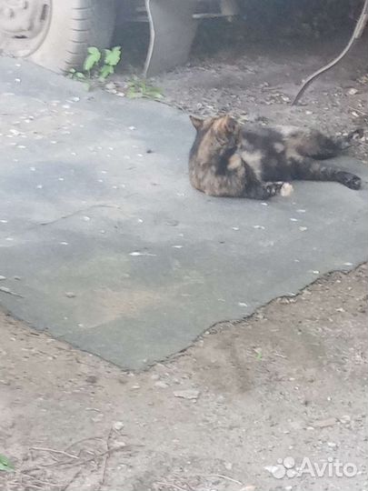 Кошка. нашла кошку
