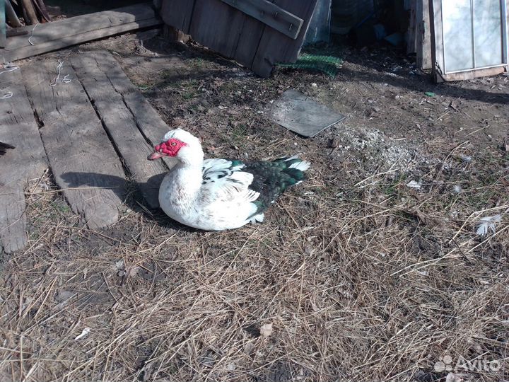 Продам Индоутаков