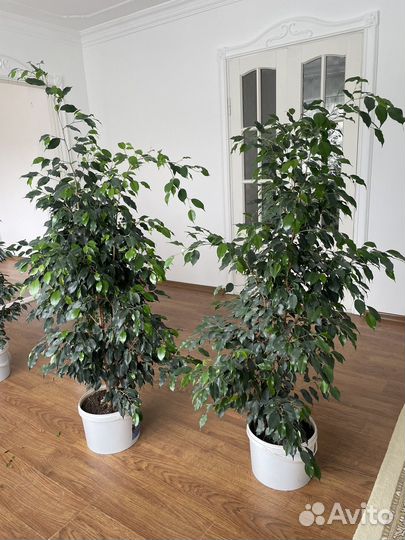 Фикус бенджамина