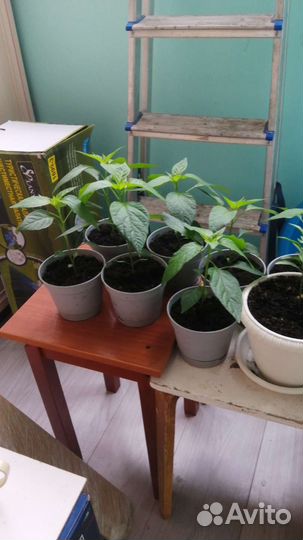 Кенийский перец