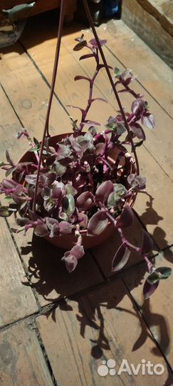 Комнатные цветы