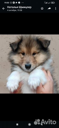 Щенки колли длинношерстный