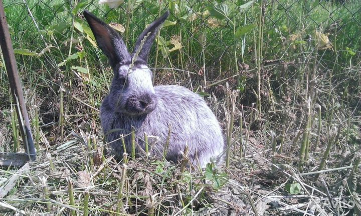Домашнее мясо индоутки и кролика