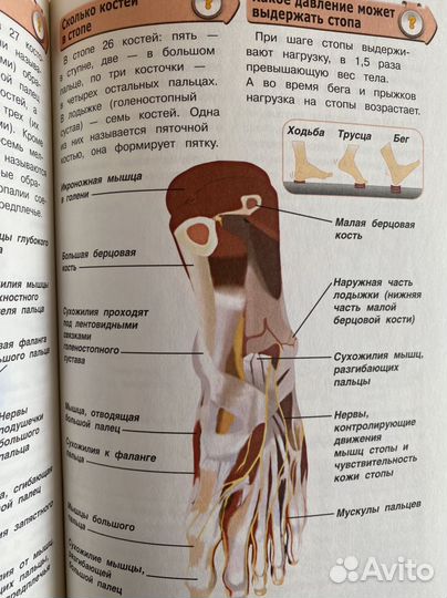 Детская энциклопедия