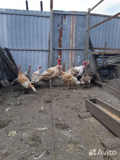 Индюки на племя