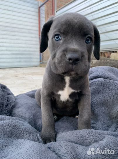 Кане Корсо вязка