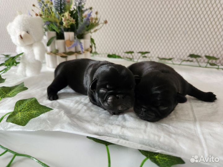 Щенки мопса