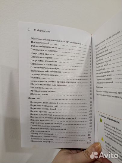 Ягоды наших лесов. С. Майоров Атлас-определитель