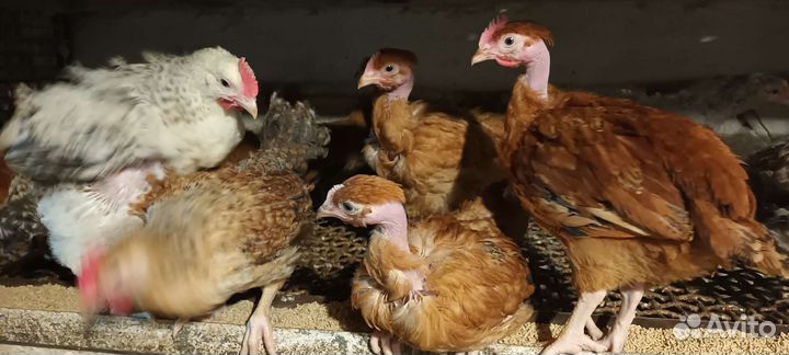Куры несушки
