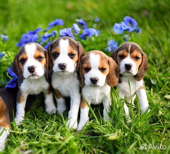 Бигли мальчики и девочки