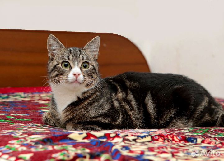 Кот Сеня 8.5 мес