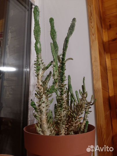 Опунция монаканта вариегата