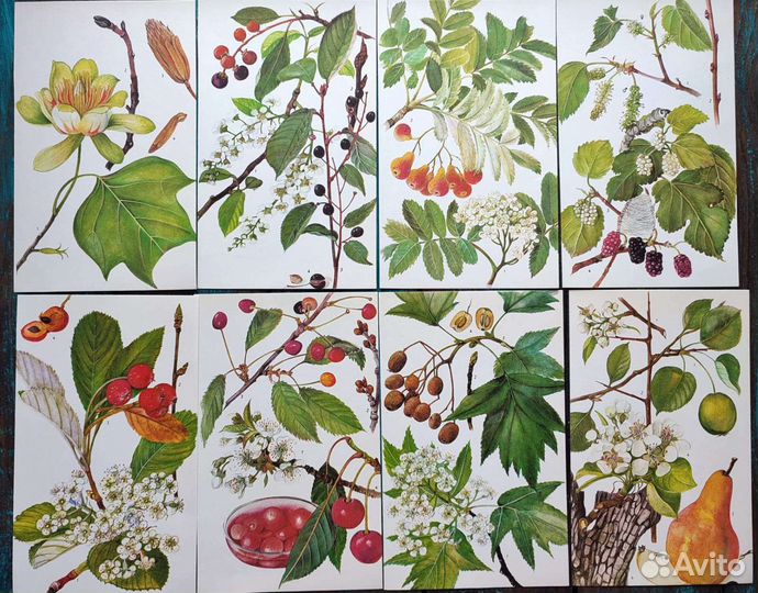 Ботанические иллюстрации деревья