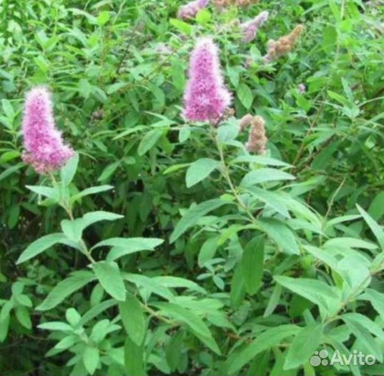 Снежноягодник Спирея иволистная рябинолистная