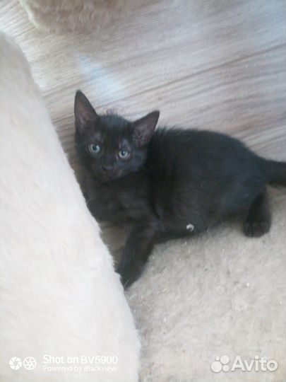 Отдам в добрые руки