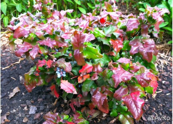 Магония падуболистная