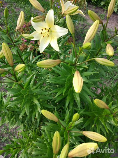 Лилия сортовая