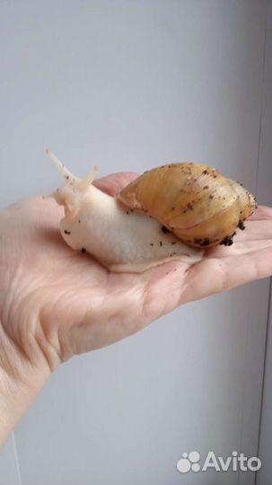 Улитки Ахатины