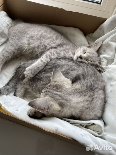 Кошечки в добрые руки бесплатно