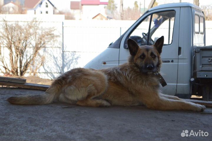 Собака на охрану